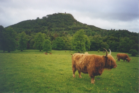 Schottland, Highland Cattles, Hgel, Bell Tower