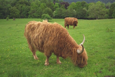 Schottland, Highland Cattles, grasend